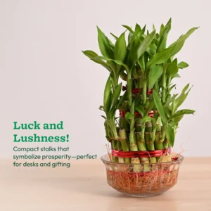 Lucky Bamboo Plant - 3 Layer