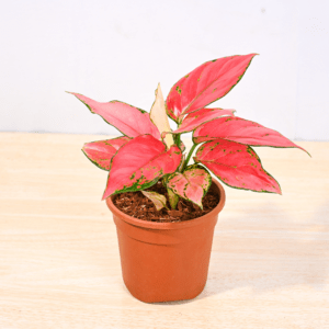 Aglonemaa Beauty Plant